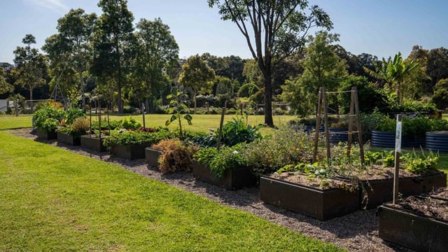 A row of raised garden beds with various plants and vegetables growing, set in a grassy outdoor area with trees in the background.
