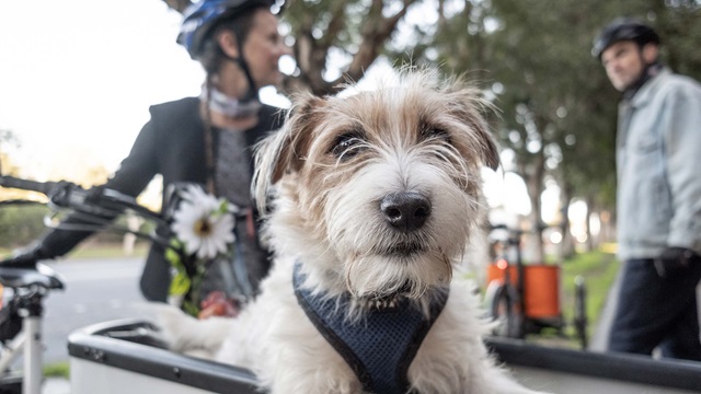 Small dog in the basket of a bike