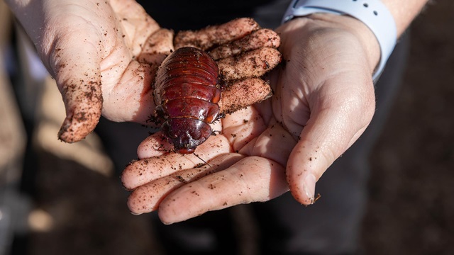 Person holding large insect in hands dirty with soil