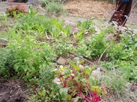 Crops growing in a garden bed.