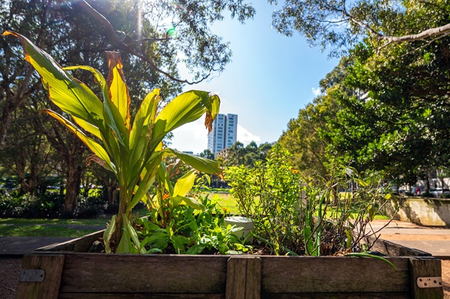 A vibrant garden bed filled with various plants that are enjoying the sunlight. It’s located in an urban park, with trees and a high-rise building in the background, creating a striking contrast between the natural environment and city life.