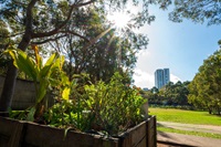 A serene outdoor scene where sunlight filters through the foliage of trees, illuminating a wooden planter box filled with various green plants in the foreground. In the background, there’s a well-manicured grassy field that extends towards a tall white building under a clear blue sky with scattered clouds. The sun’s rays create a bright flare.