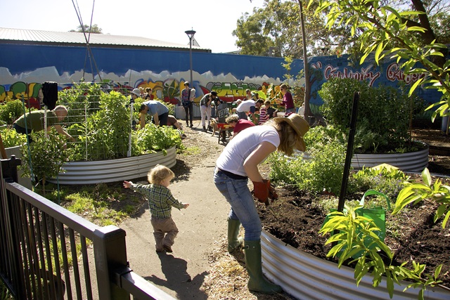 People gardening, plants are in raised beds.