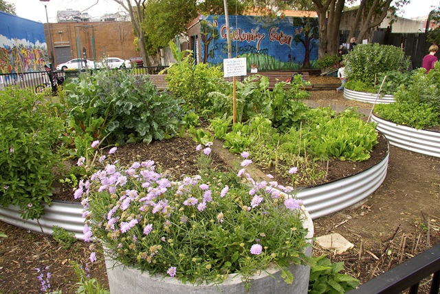 Plants in raised garden beds.