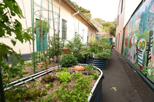 Millers Point Community Garden