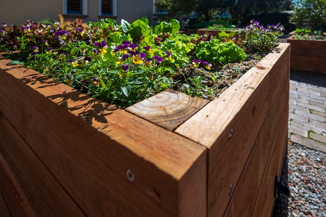 A wooden raised garden bed filled with leafy greens and flowering plants, situated outdoors on a sunny day.