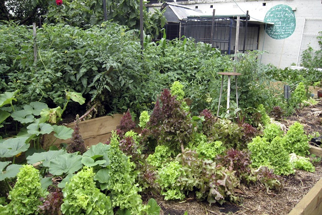 Plants in a raised garden bed.