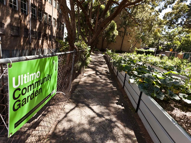 Plants in raised garden beds alongside a path and gate