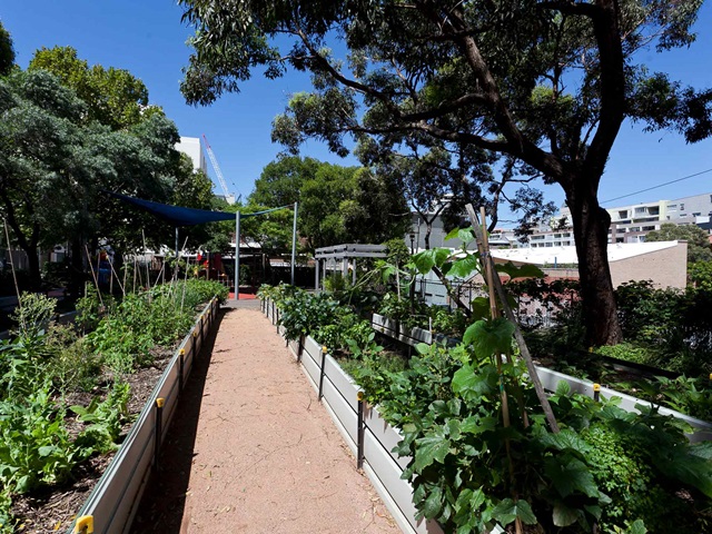 Plants in raised garden beds with a pathway in-between