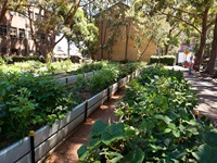 Plants in raised garden beds alongside a path