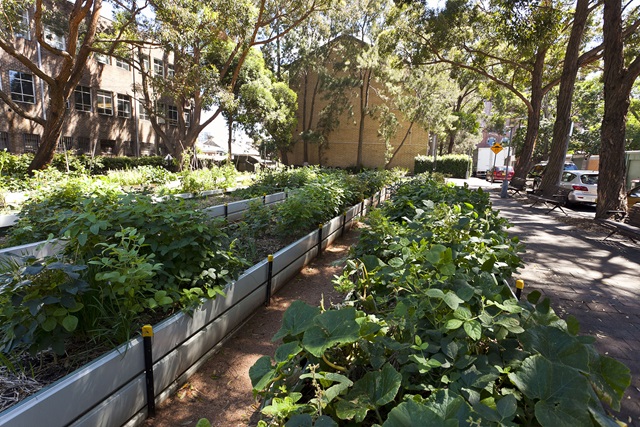 Plants in raised garden beds, a path on the right and trees in the background.