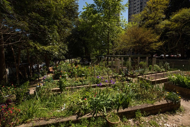 Waterloo Estate Community Garden — Marton, Cook and Solander