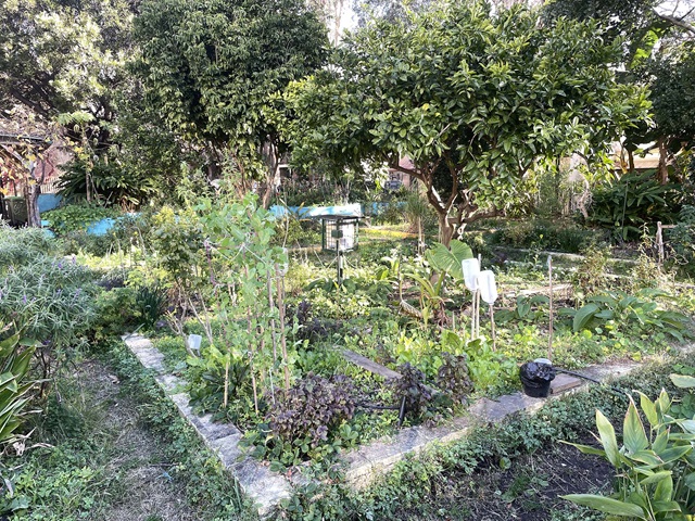 A garden with a lot of plants and trees.