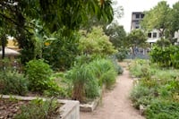 A community garden that features a central dirt path leading towards a building in the background, with raised beds on either side filled with various plants and trees. 