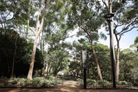 Entrance to a small park area with several large established trees and a path through the centre