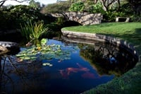 A pond with fish features in the reserve.