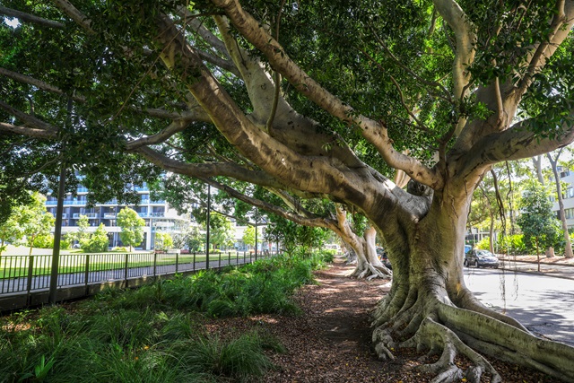 Pathways through Mary O'Brien Reserve shaded by large overhanging branches of trees.