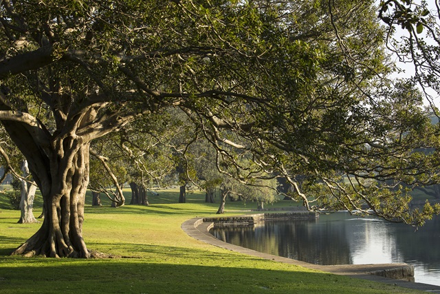 Large tree beside a lake.
