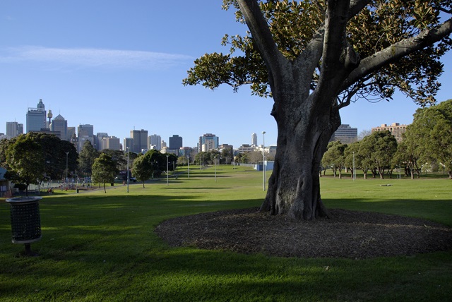 A large tree in the park