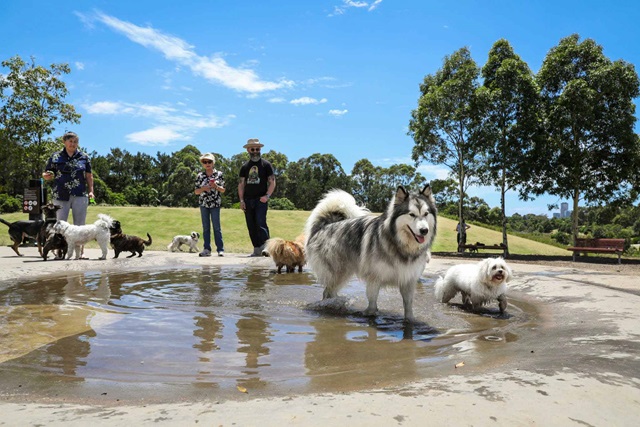 Several dogs and their owners gather around a waterhole at the park