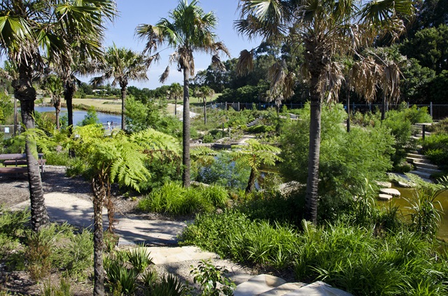 A garden full of tall palm trees, paved walkways and lush ground-covering shrubs.
