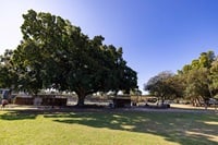A lawn with shade from trees, near a public toilet block and a picnic area.