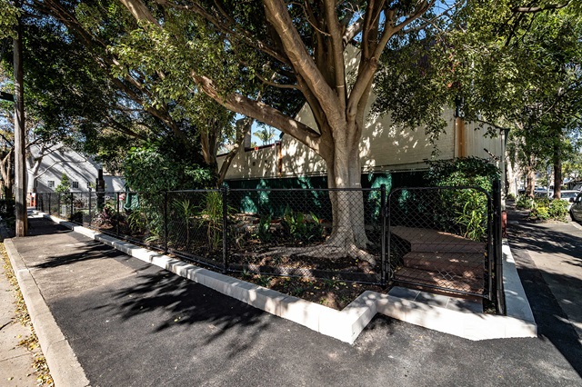 A large tree behind a black chain-link fence on a corner lot with adjacent sidewalks and surrounding shrubbery.