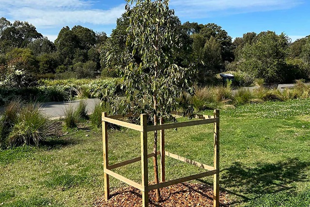 A young tree on a grassy area on a clear day.