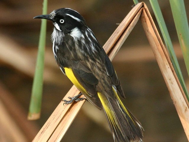Colourful black white and yellow bird sitting on tall grass