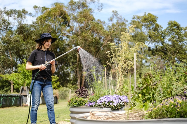 A woman waters a vegetable garden.