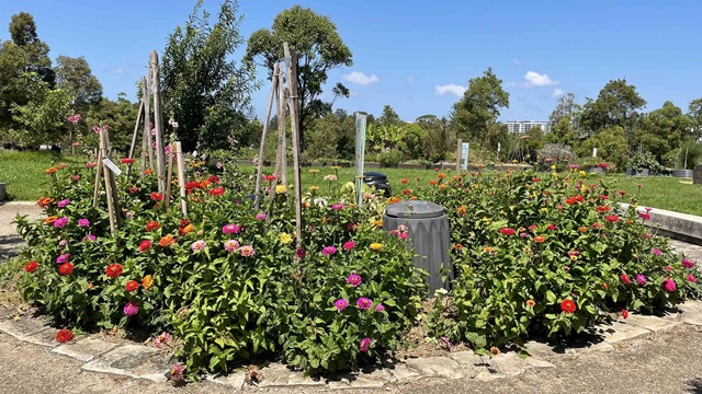Flowers and plants growing in the middle of a planter bed net to a compost bin