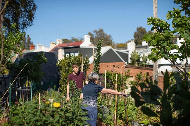 Two people working in a garden