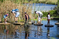 One adult wearing waders and gumboots, standing in knee-deep water. Three children with two adults standing on stepping stones in front of reeds at Sydney Park Wetlands.