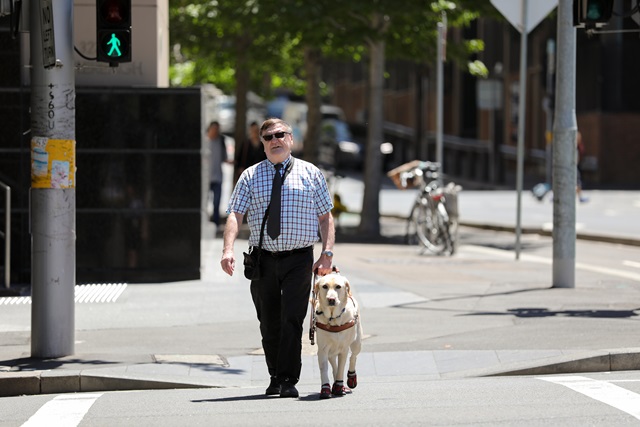 A man crossing the street on a green light with his guide dog.