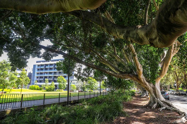 Mature trees shade an urban street.