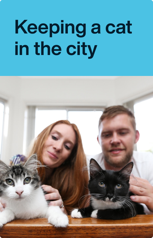 Keep your cat happy in Sydney City of Sydney