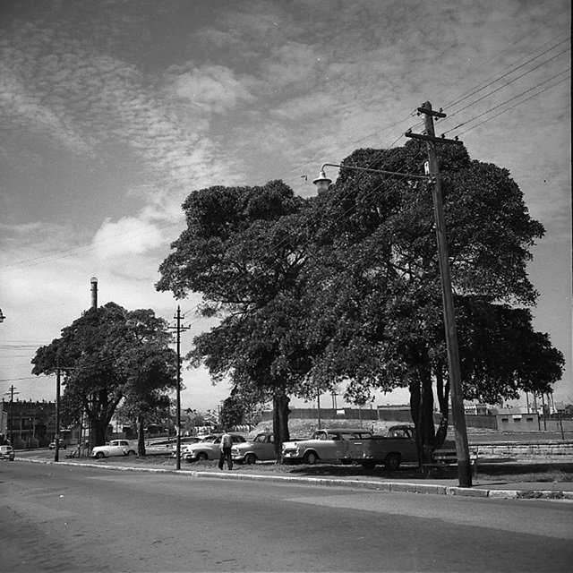An historic photo of a road with trees.