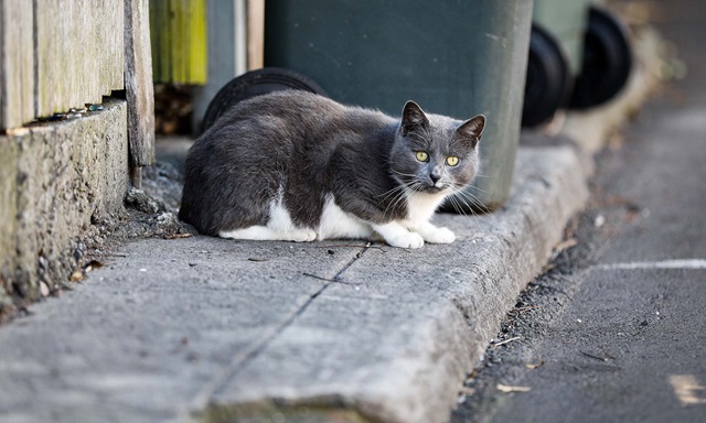 A grey and white cat with yellow eyes is crouched on a concrete kerb next to a green rubbish bin. The cat appears alert and is looking directly at the camera. Behind the cat, there are more bins in soft focus.