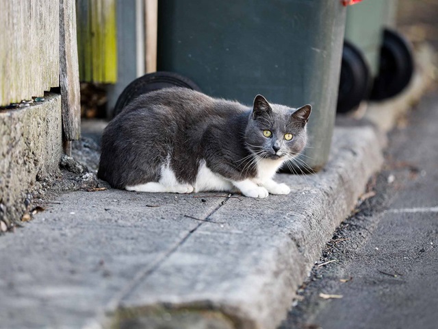 A grey and white cat with yellow eyes is crouched on a concrete kerb next to a green rubbish bin. The cat appears alert and is looking directly at the camera. Behind the cat, there are more bins in soft focus.