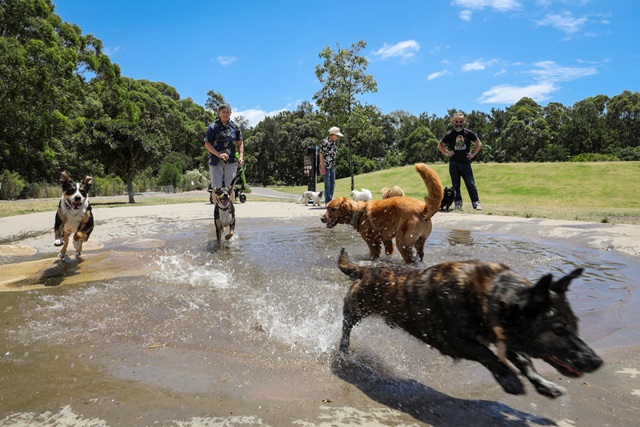 Dogs splashing around in a small pond in a park.