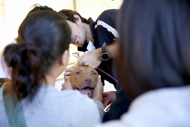 Humans tending to a dog