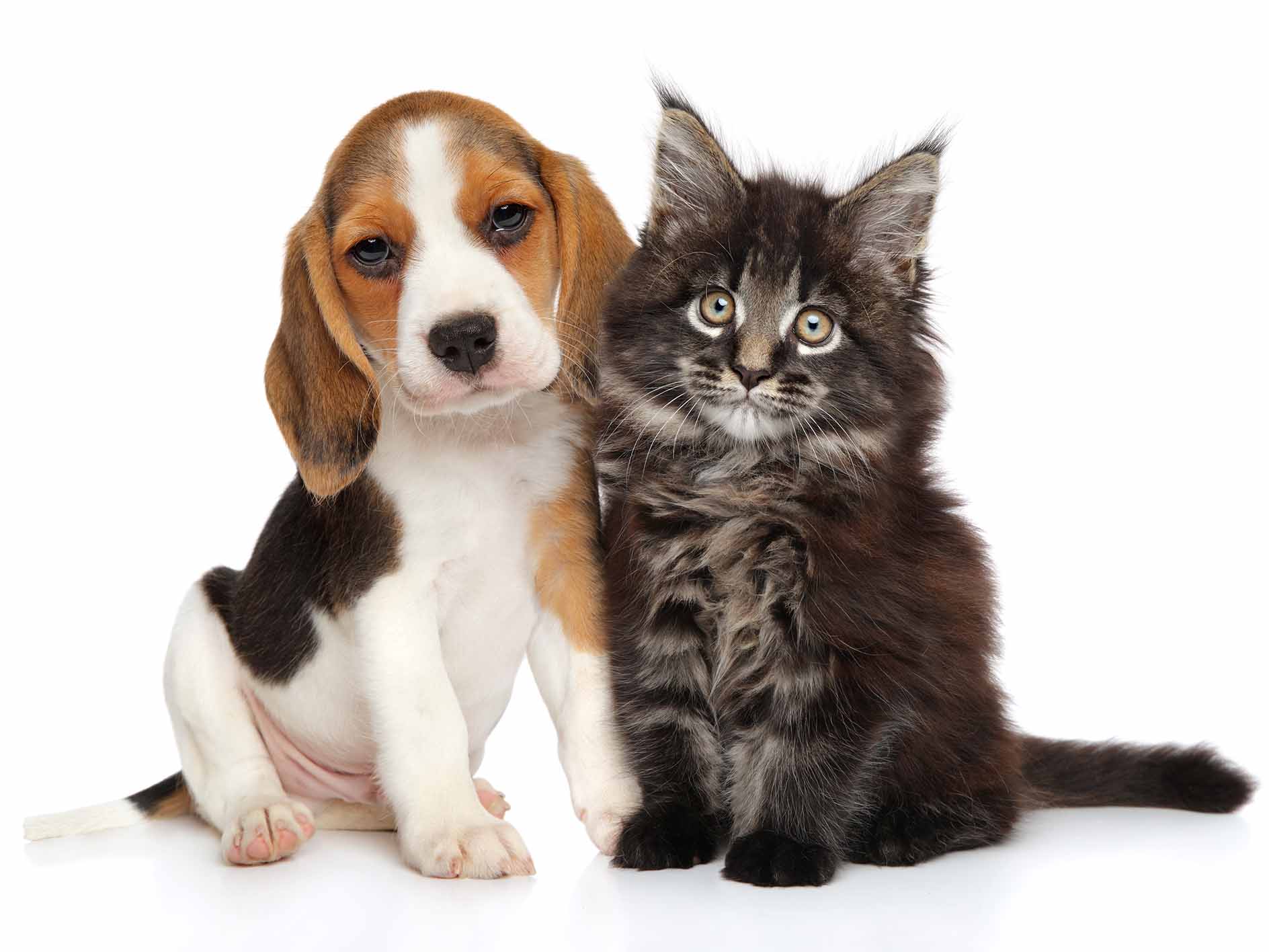 Dog and cat adoption in Sydney City of Sydney