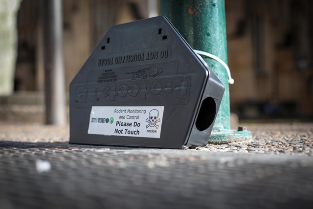 A rat bait on the floor