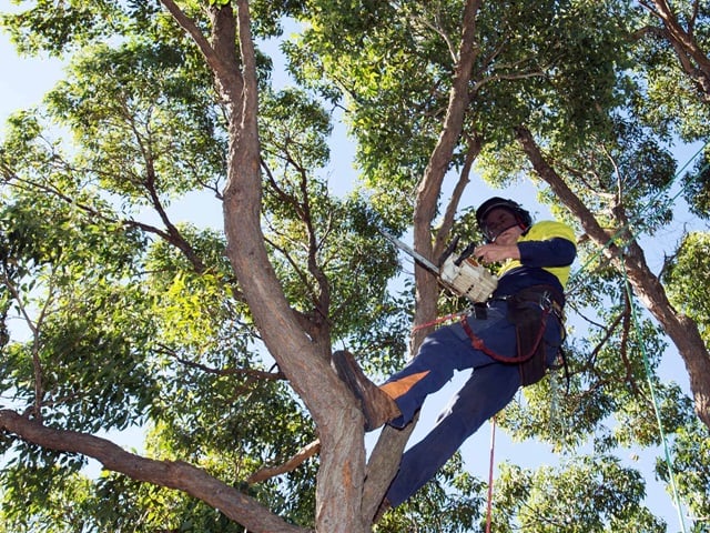 Man up a tree, cutting branches with chainsaw