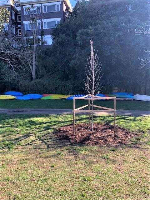 Green Ash at Rushcutters Bay donated to commemorate the 70th birthday of Ron Elisha