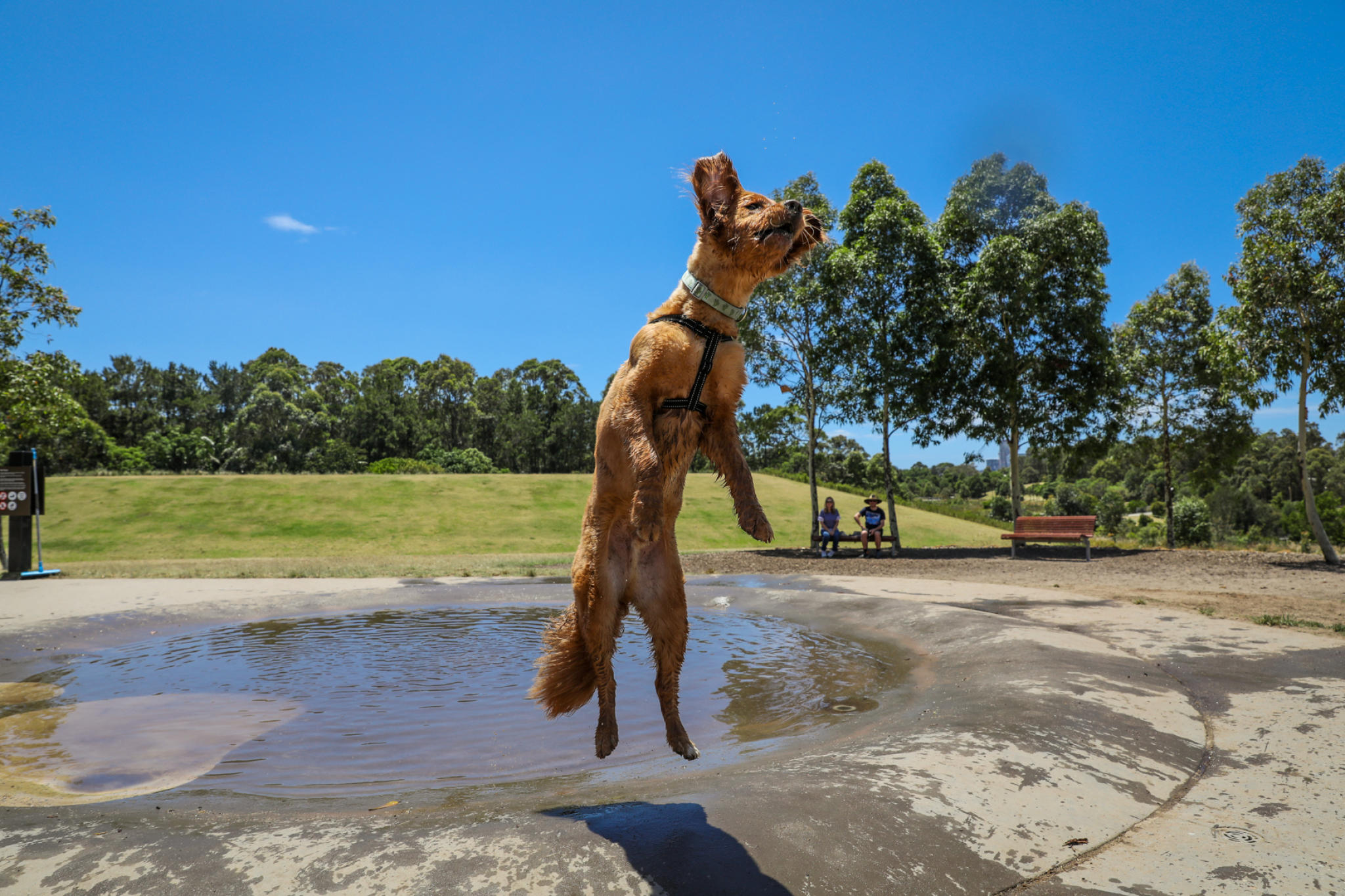 Dog Parks In Sydney City Of Sydney
