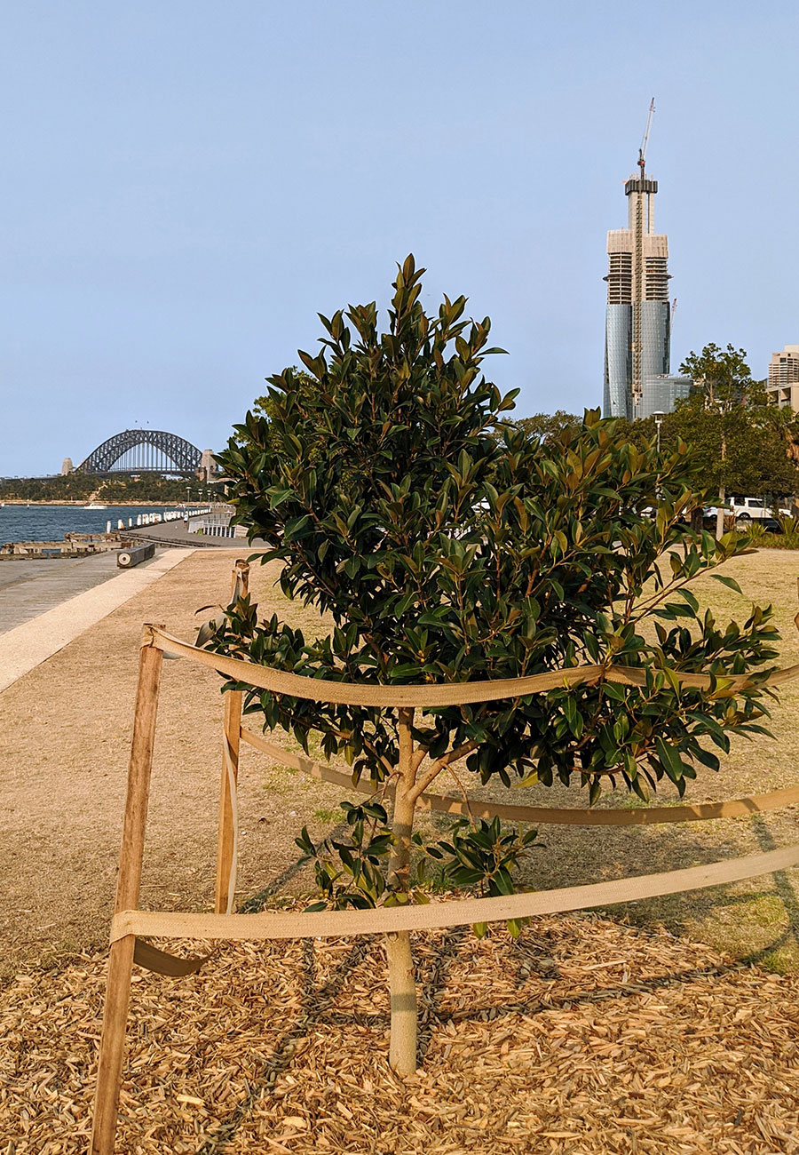 Ficus rubiginosa (Port Jackson Fig)