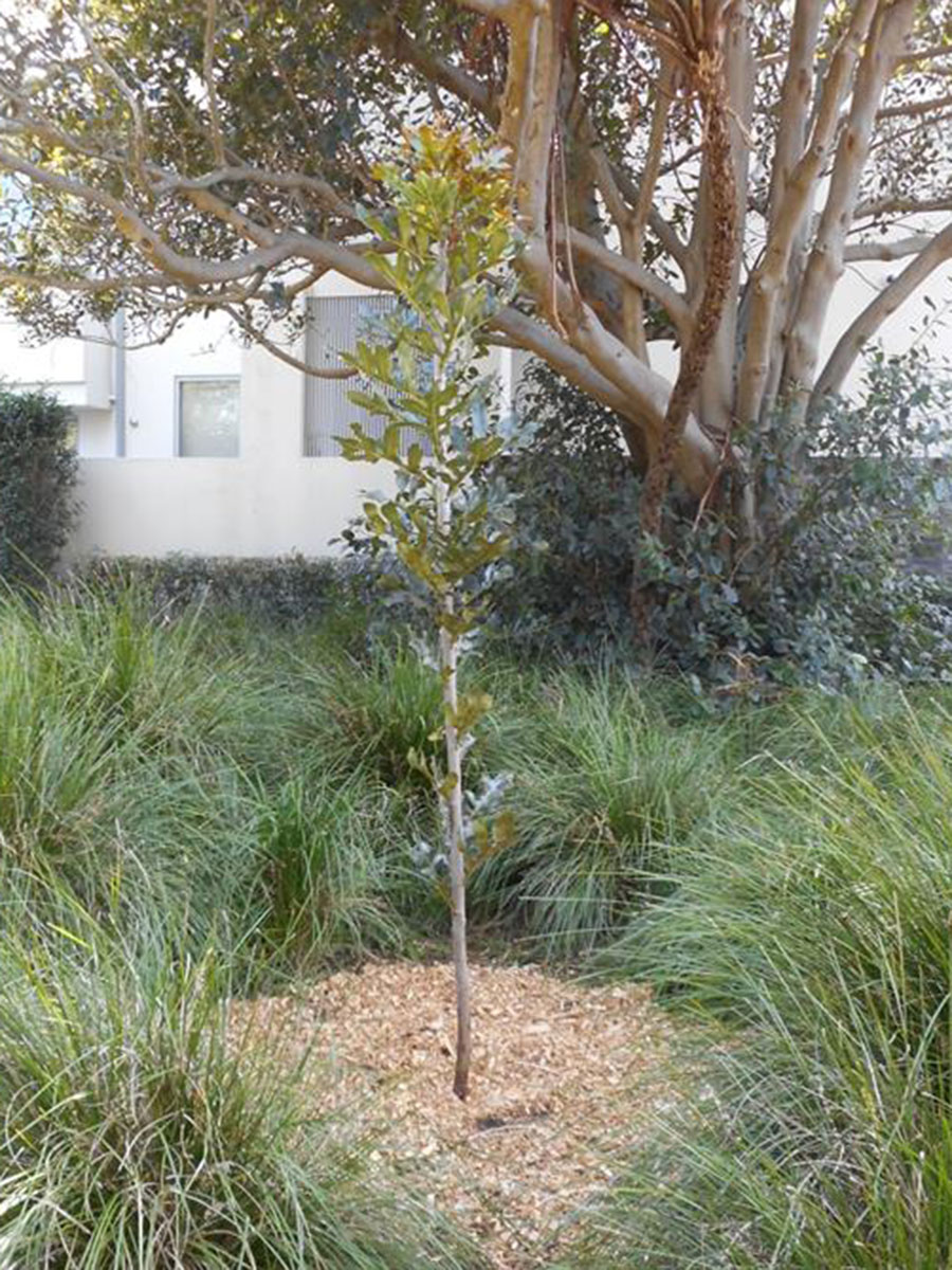 Stenocarpus sinuatus (Queensland Firewheel Tree)