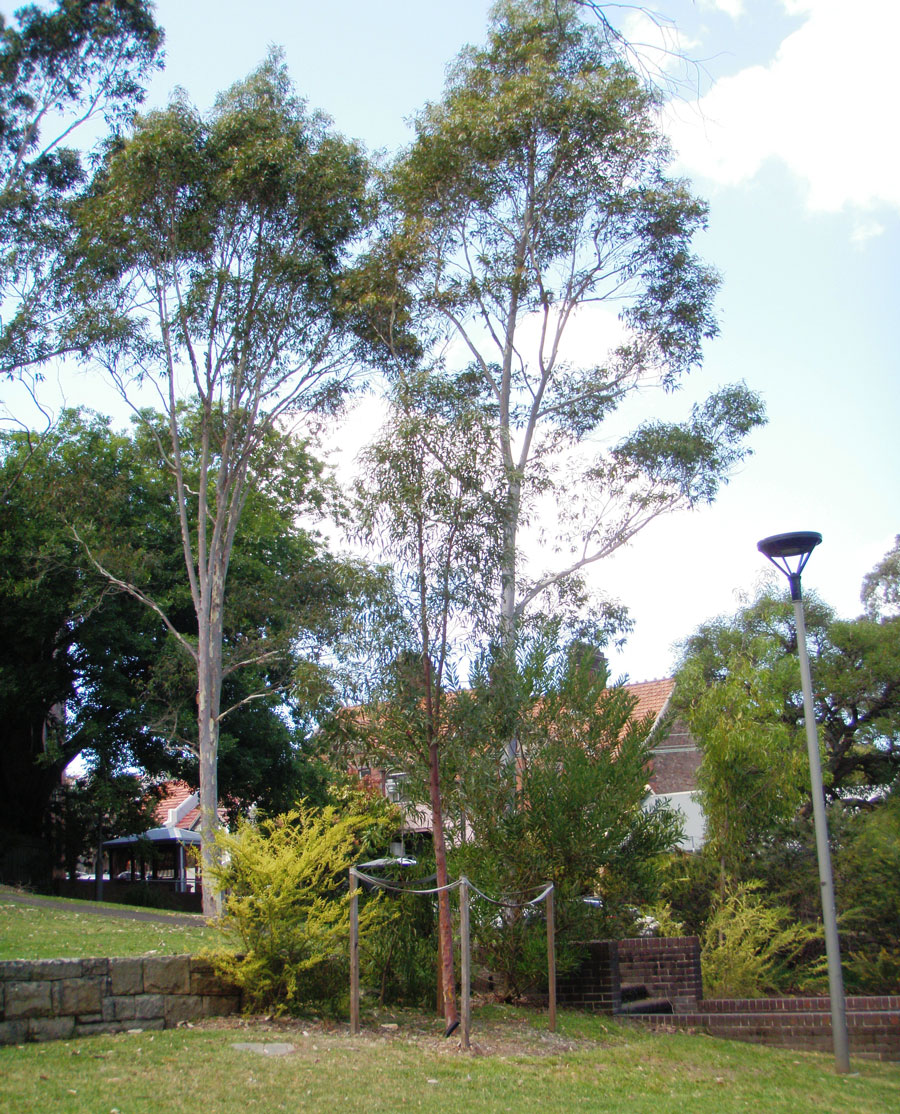 Angophora costata / Sydney Red Gum