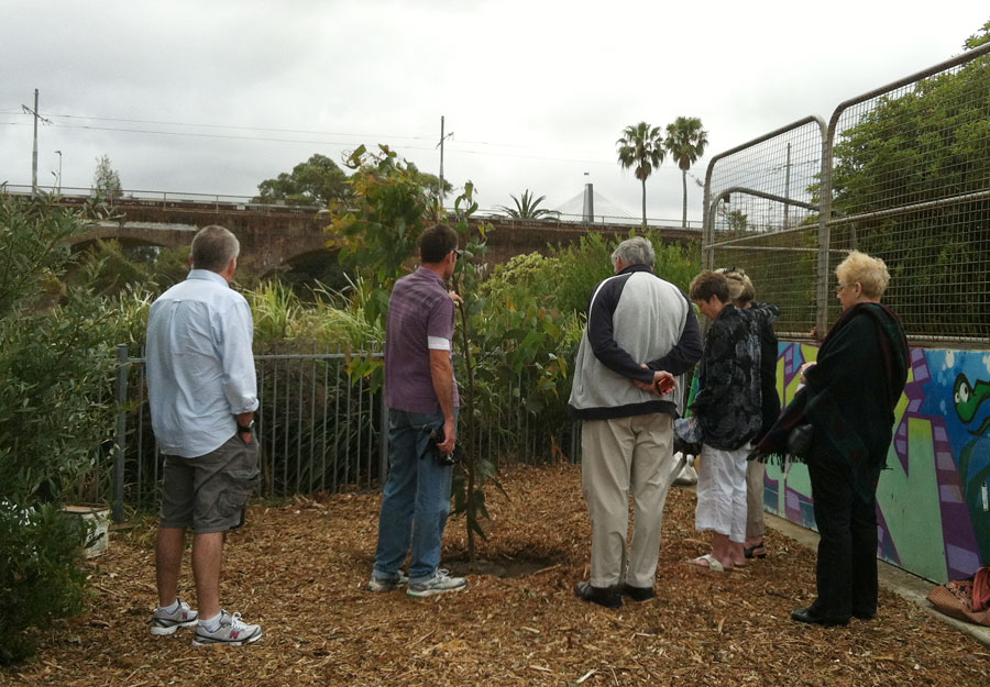 Angophora floribunda / Rough Barked Apple